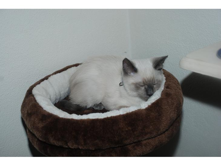 Ragdoll Zaki billede 1