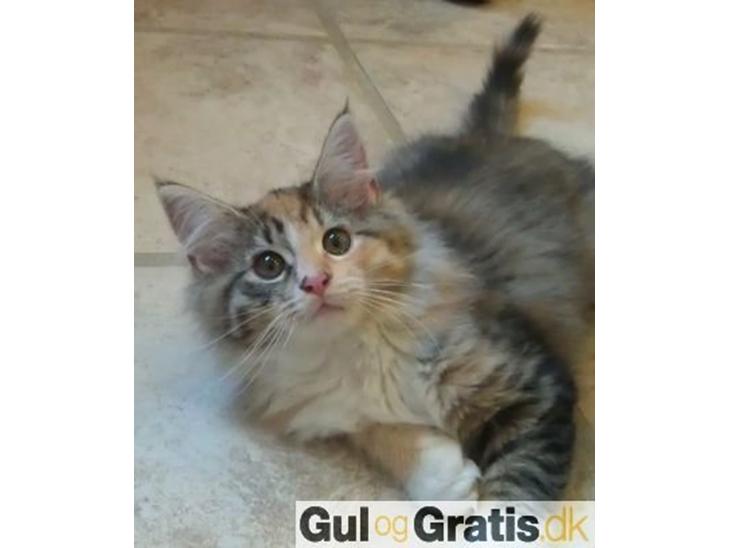 Maine Coon Fnuggi Tidl. kat billede 1