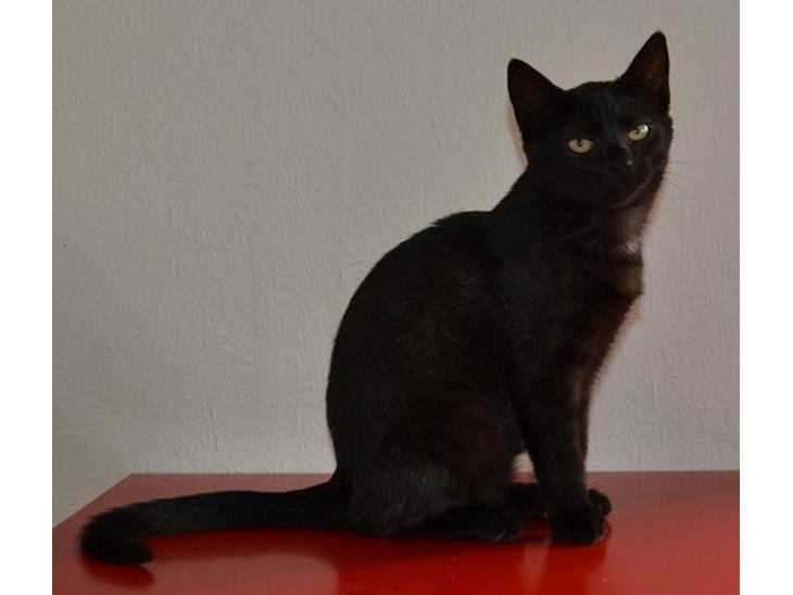 Huskat Cleo Hittemis billede 1