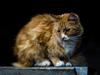 Maine Coon Chilli