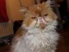 Perser DK La Boolé's Gizmo <3