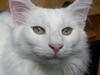 Norsk Skovkat DK Scarlett-sandra´s Frosty