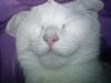 Huskat Missen