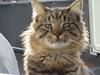 Maine Coon Aslan Avalon