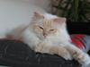 Hellig Birma Jericho (Jerry) (Himmelkat) [ Himmelkat]