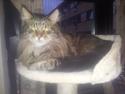 Maine Coon Gizmo