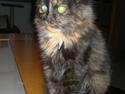 Blanding af racer Sofie (Fie)