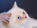 British Shorthair Mille