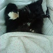 Norsk Skovkat Oskar<3