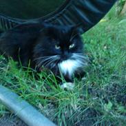 Norsk Skovkat Oskar<3