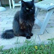 Norsk Skovkat Oskar<3