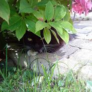 Norsk Skovkat Oskar<3