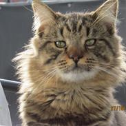 Maine Coon Aslan Avalon