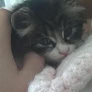 Blanding af racer LEO