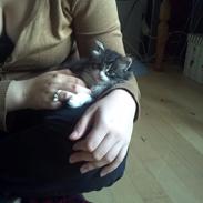 Blanding af racer LEO