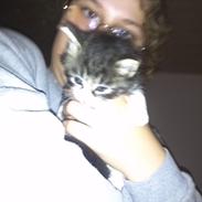 Blanding af racer LEO