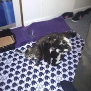 Blanding af racer LEO