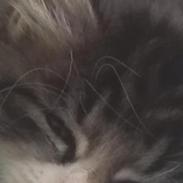 Blanding af racer LEO