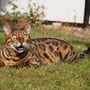 Bengal Kungsgarden I Am Rochester "Azrael"