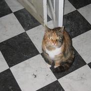 Huskat Mis Sophie