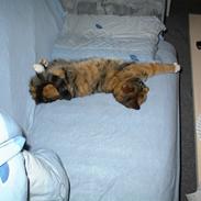 Huskat Mis Sophie