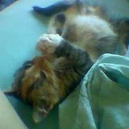 Huskat Mis Sophie