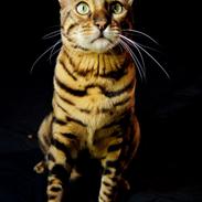 Bengal Kungsgarden I Am Rochester "Azrael"