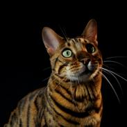 Bengal Kungsgarden I Am Rochester "Azrael"