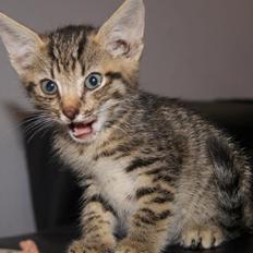 Huskat Felix Rex (himmelkat)