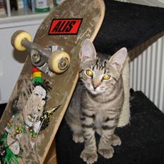 Huskat Felix Rex (himmelkat)