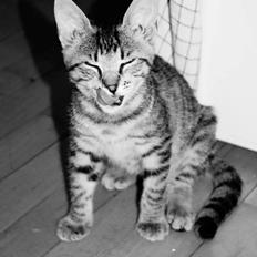 Huskat Felix Rex (himmelkat)