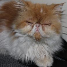 Perser DK La Boolé's Gizmo <3