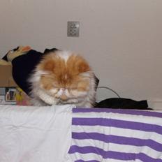 Perser DK La Boolé's Gizmo <3