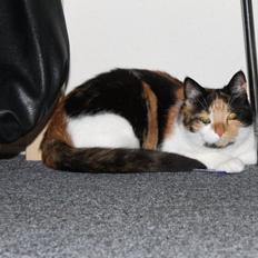 Blanding af racer Freja