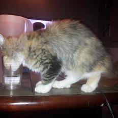 Maine Coon Fnuggi Tidl. kat
