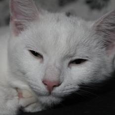 Huskat Jylland Due Jensen