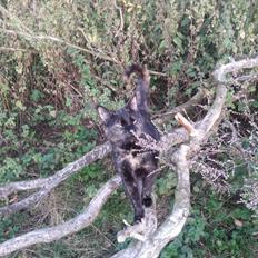 Huskat Hexia de trix