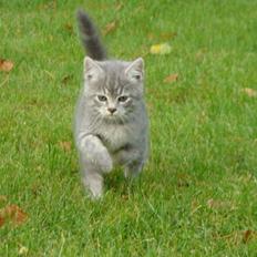 Huskat Ooops! A Grey Tiger Boy