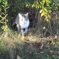 Blanding af racer Mis