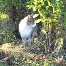 Blanding af racer Mis