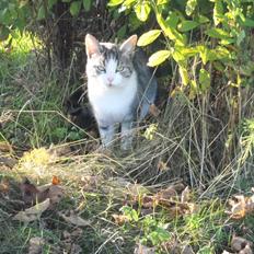 Blanding af racer Mis