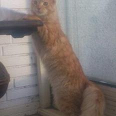 Maine Coon webber o`maley/solgt