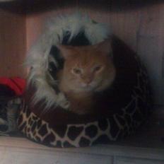 Maine Coon webber o`maley/solgt