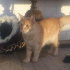 Maine Coon webber o`maley/solgt