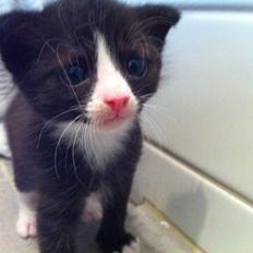 Blanding af racer Tigaro(solgt) hedder Simba nu.