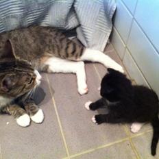 Blanding af racer Tigaro(solgt) hedder Simba nu.