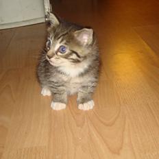 Blanding af racer Dehli