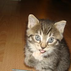 Blanding af racer Dehli