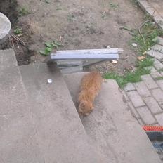 Blanding af racer Javka