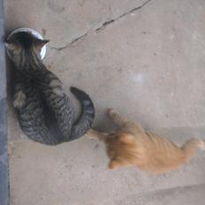 Blanding af racer Javka